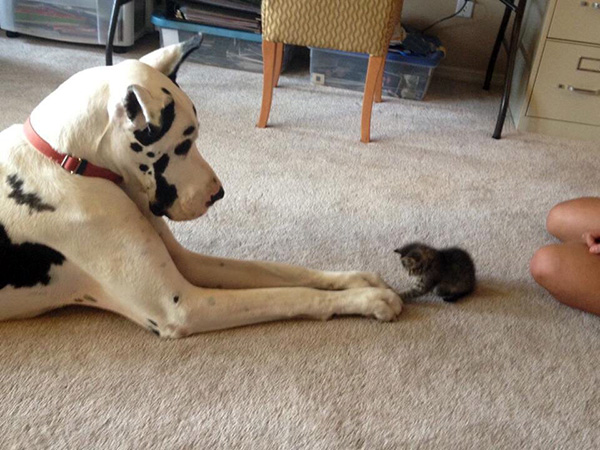 new friends kitten and dog