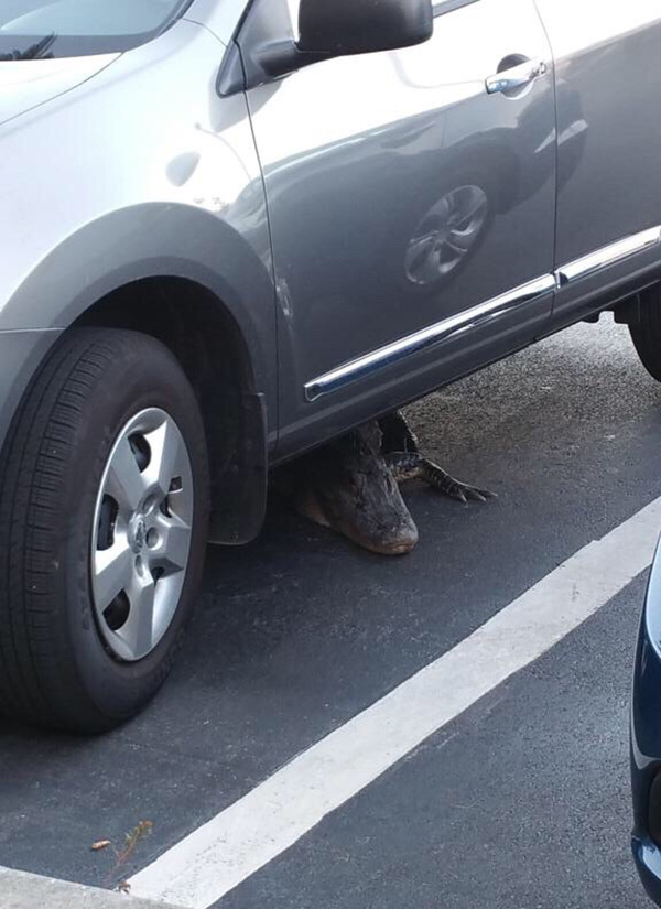 alligator under car in parking lot