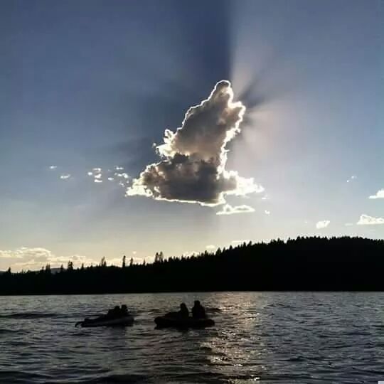 wolf howling into the sun