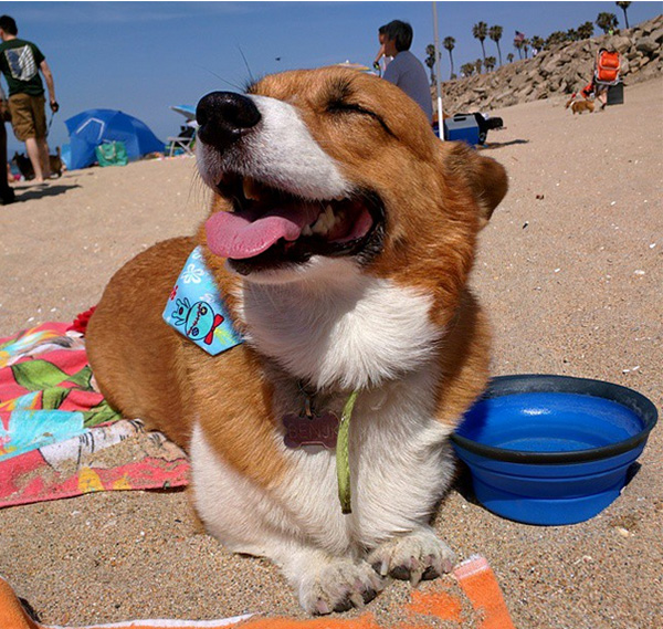 More Than 600 Attended Beach Day' And It Was Every Bit Of