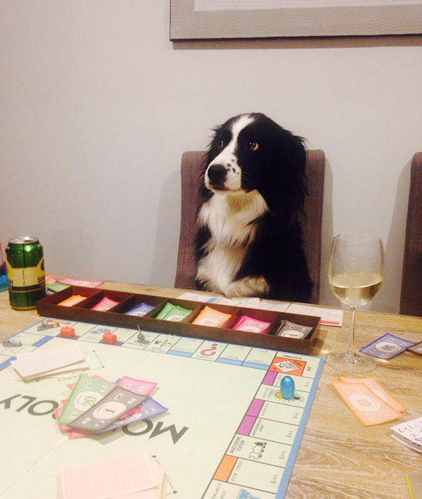 dog playing monopoly