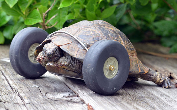 tortoise gets wheels