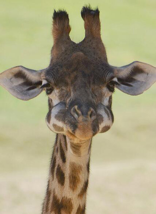 giraffe baby mouth full