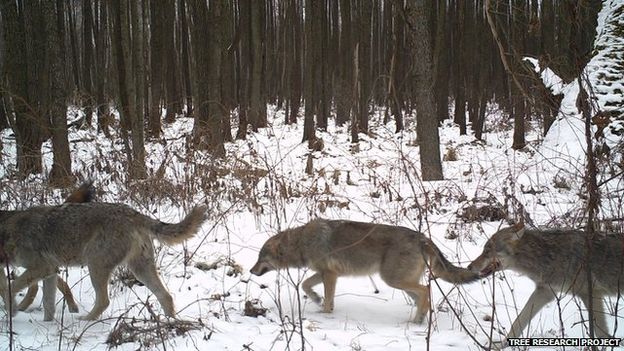 wildlife in Chernobyl thriving