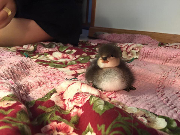 fat baby duck