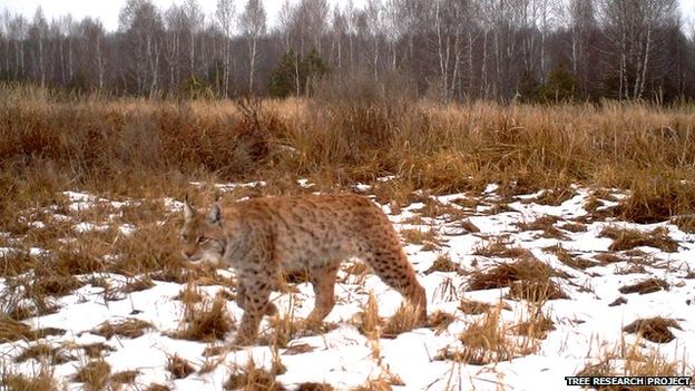 wildlife in Chernobyl thriving