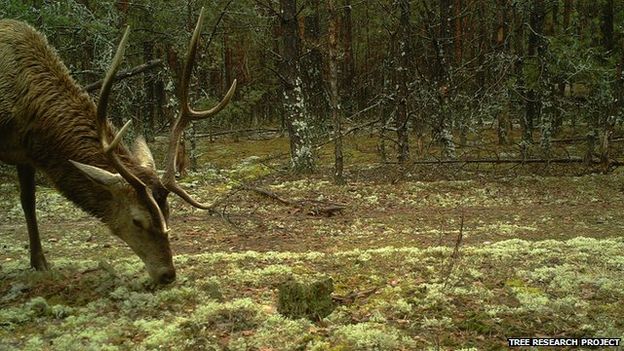 wildlife in Chernobyl thriving