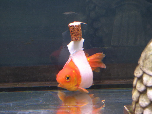 goldfish wheelchair