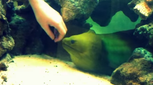 moray eel pet freshwater