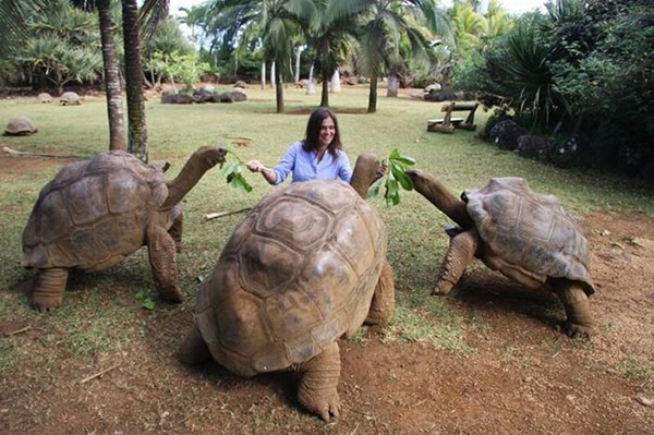 tortoise eating