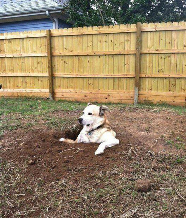 dog in giant hole