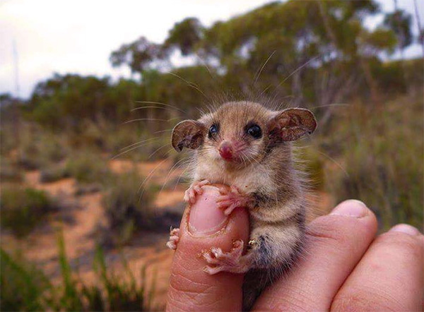 Not all animals in Australia are deadly Not all animals in Australia are deadly