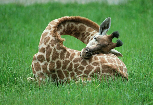 giraffe sleeping