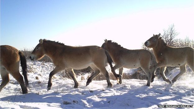 wildlife in Chernobyl thriving