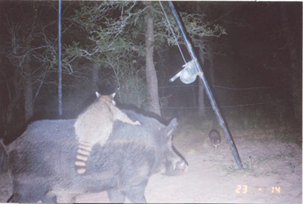 boar raccoon wildlife camera