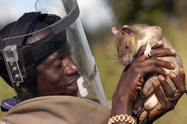 rats saving lives