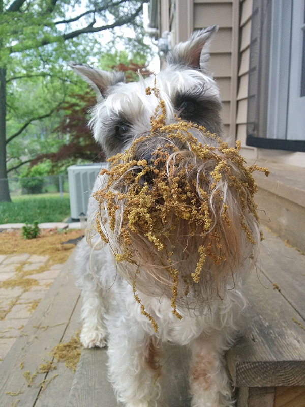 dog beard funny