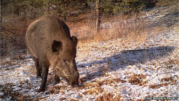 wildlife in Chernobyl thriving