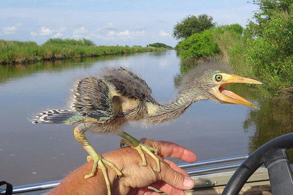 baby blue heron