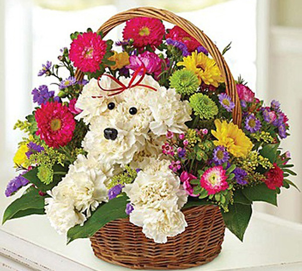 dog flower arrangements