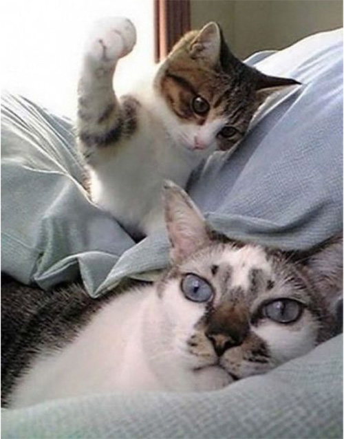 cat slap bad idea funny