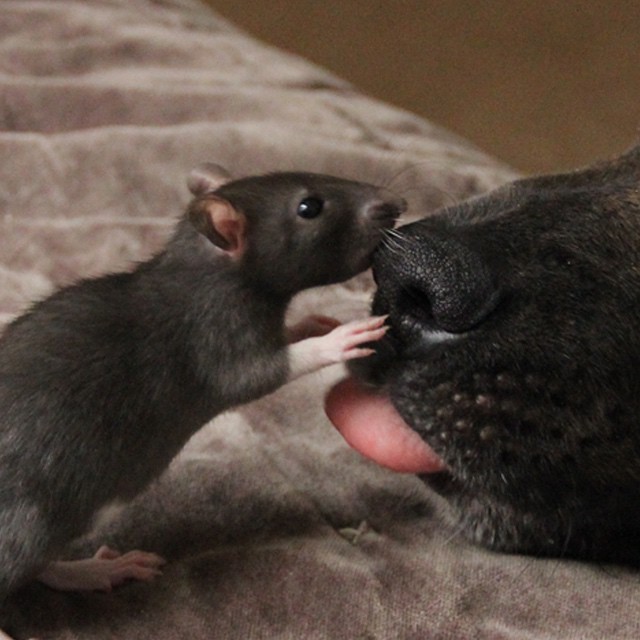 They Brought Home A Pet Rat, And It Formed An Incredible Bond With