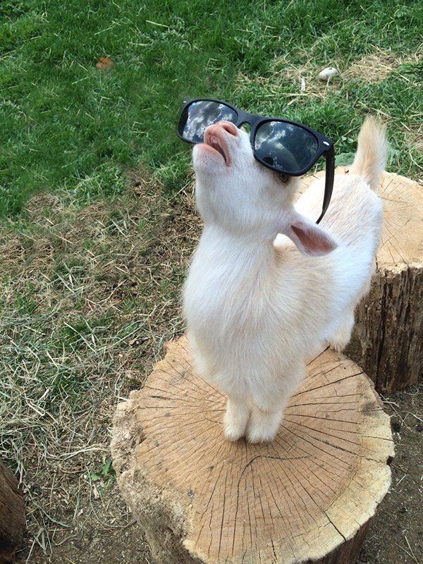 goat looking into sky with shades