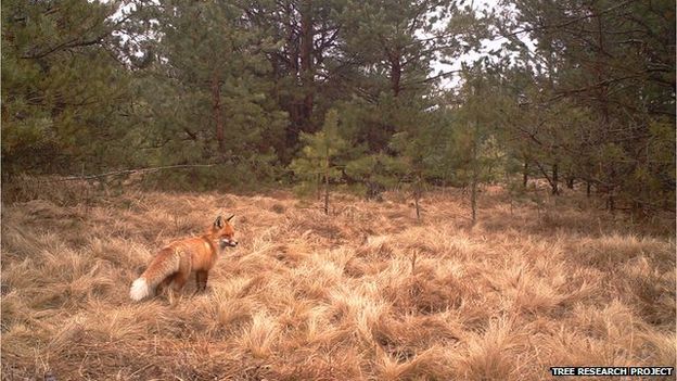 wildlife in Chernobyl thriving