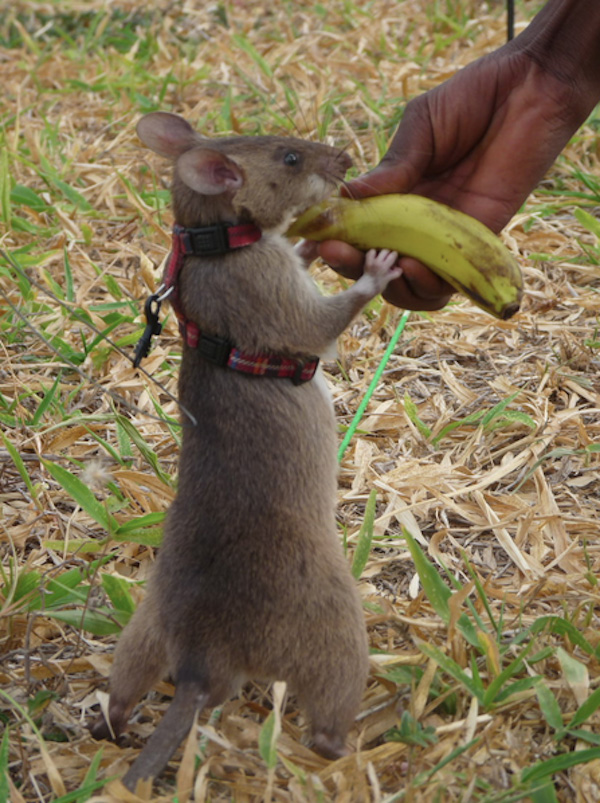 rats saving lives