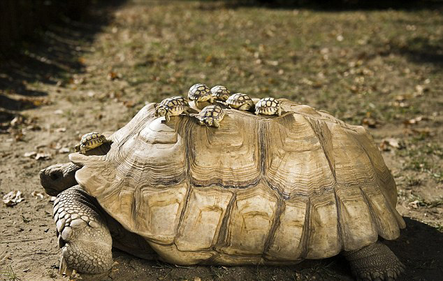 140 year old tortoise wears baby as hat