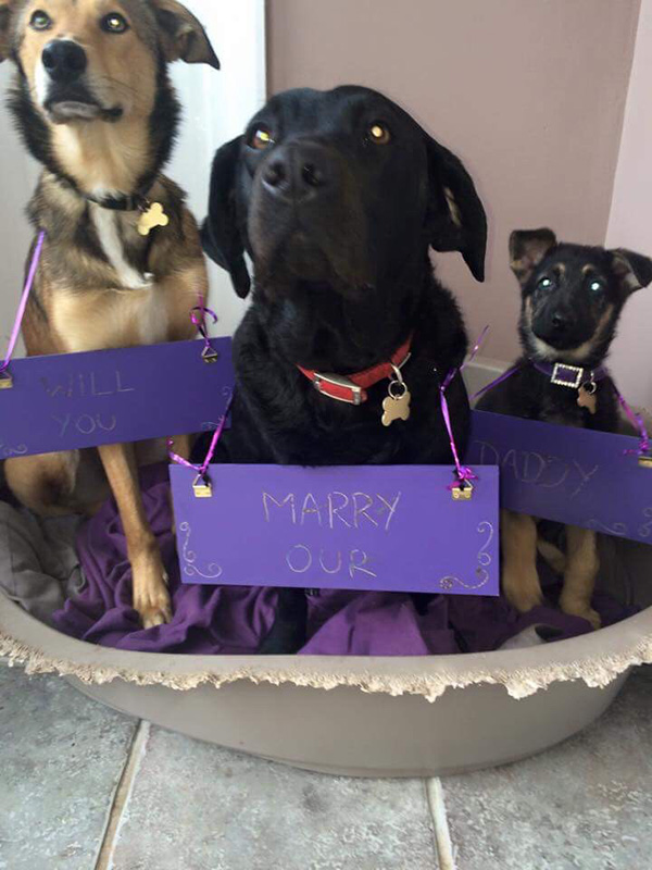 dog proposal