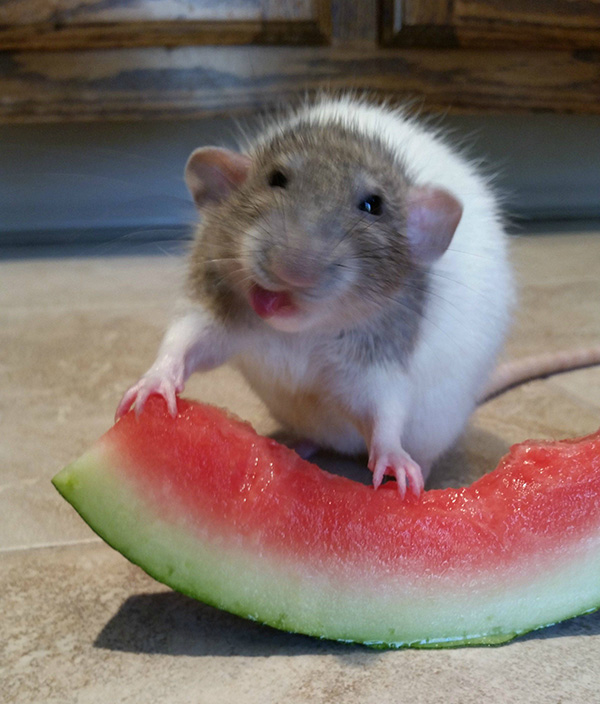 rat watermelon first time