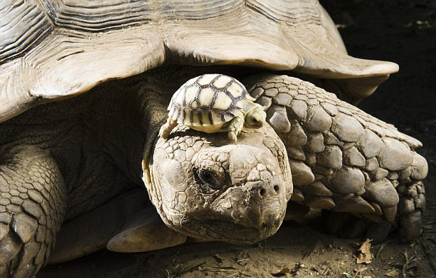 140 year old tortoise wears baby as hat