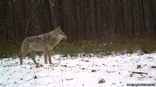 wildlife in Chernobyl thriving