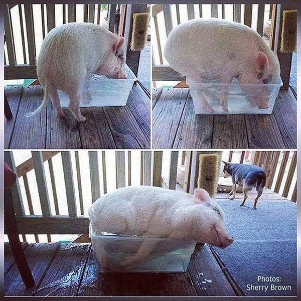 pig in small bucket of water