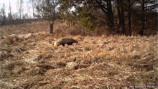 wildlife in Chernobyl thriving