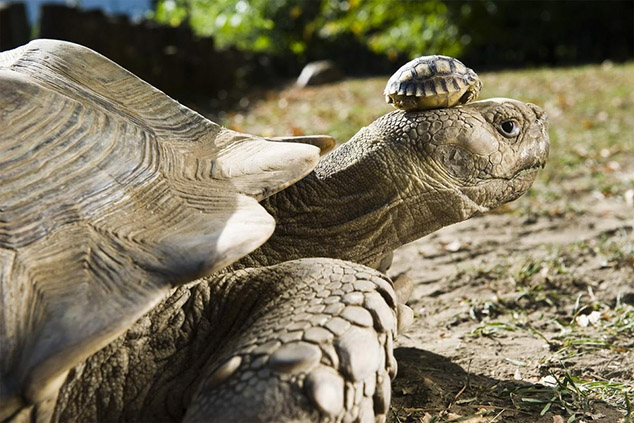 140 year old tortoise wears baby as hat