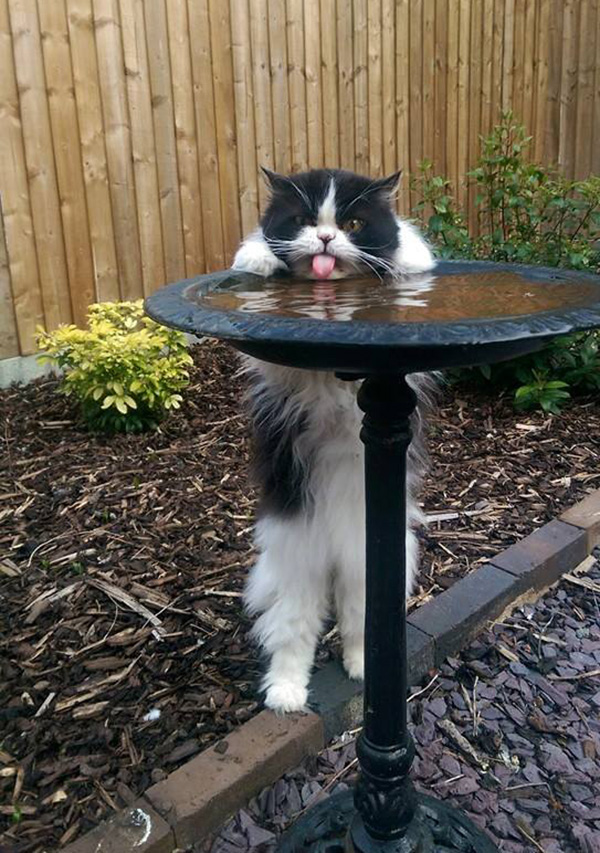 cat drinking water from outside bird bath
