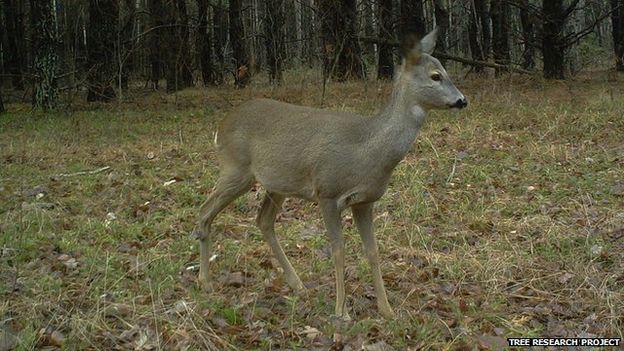 wildlife in Chernobyl thriving