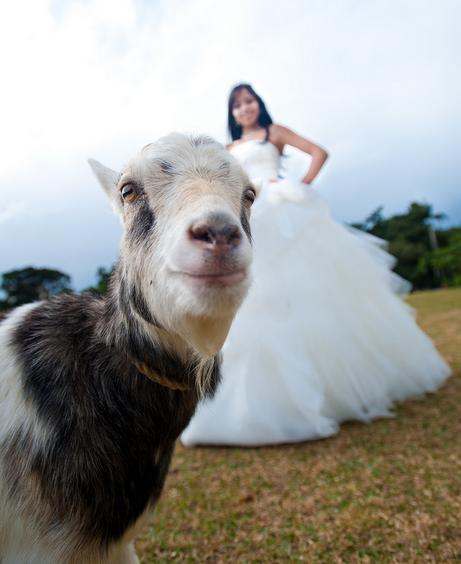goat selfie