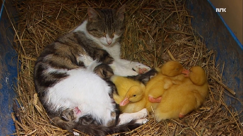 mama cat adopts ducklings