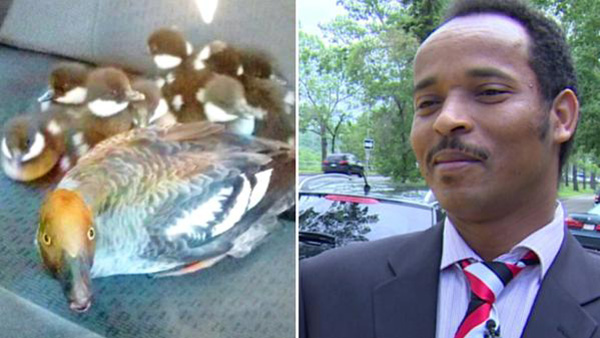 cab driver give duck family ride to safety