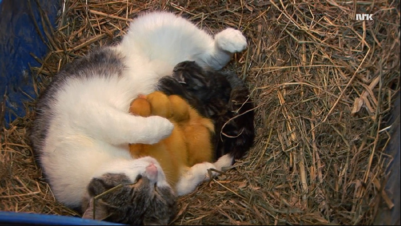 mama cat adopts ducklings