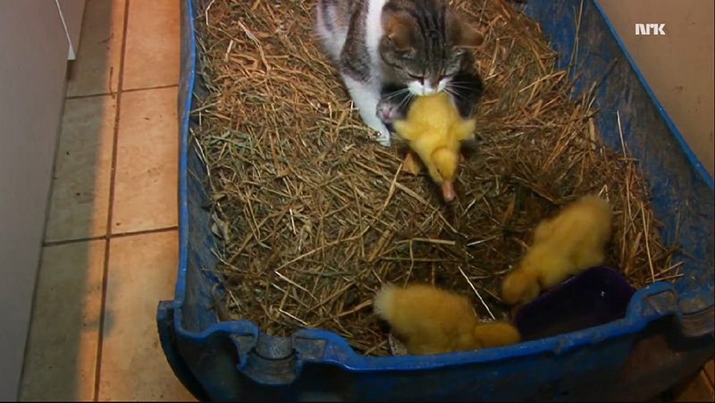 mama cat adopts ducklings