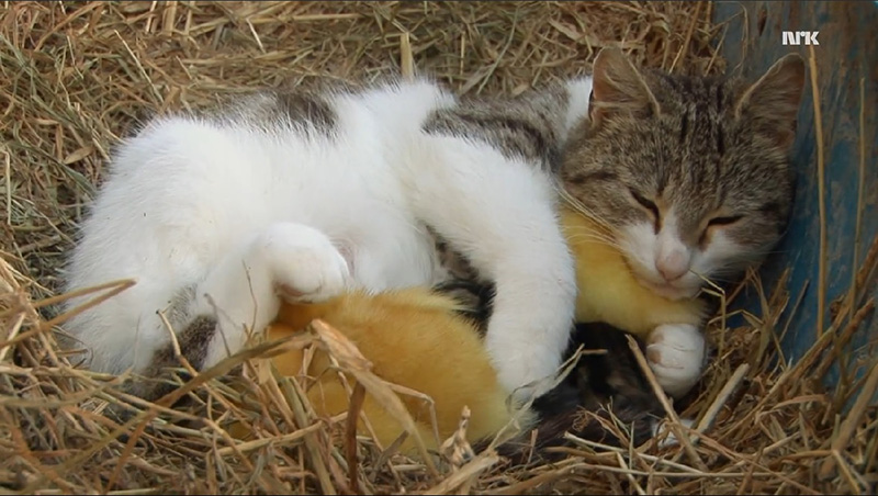 mama cat adopts ducklings