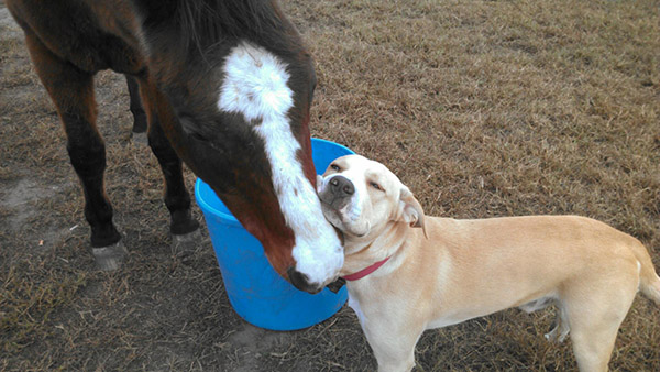 horse and dog friends cuddling