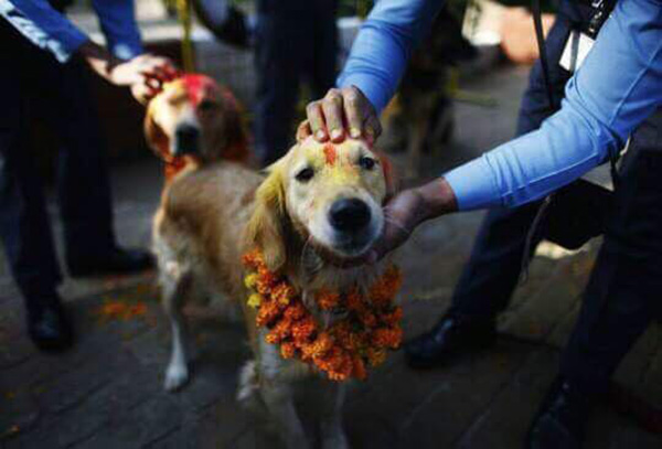 festival for dogs