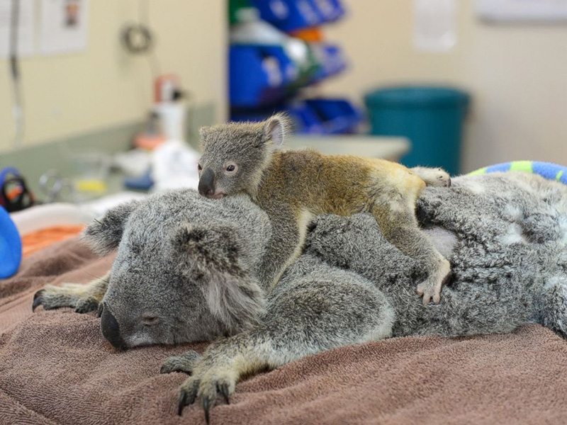 baby koala