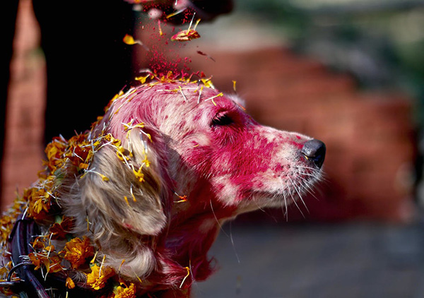 festival for dogs