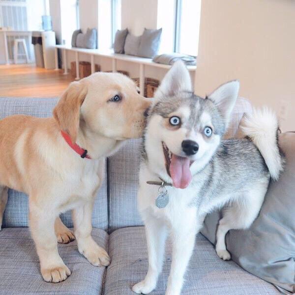 dog whispering into dog